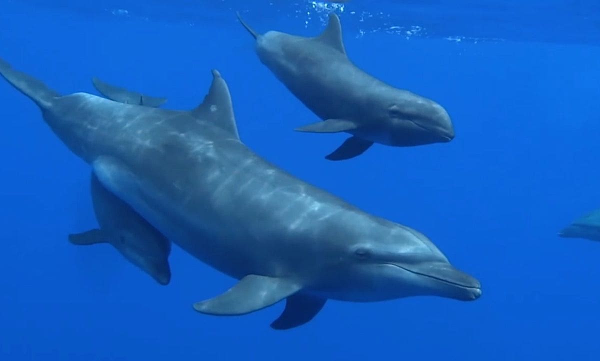 In the first ever recorded case of its kind, a bottlenose dolphin mother appears to have adopted an orphaned whale calf.